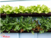 Nghệ thuật trồng rau sạch nhà phố không gian hẹp