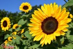 Top 10 tên các loại hoa có màu vàng mang tài lộc cho ngày Tết