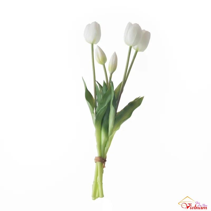 7 hoa tulip (2)