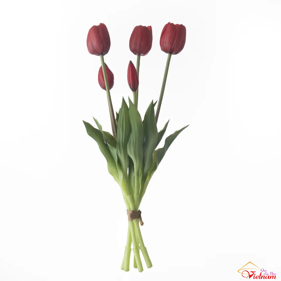 7 hoa tulip (5)