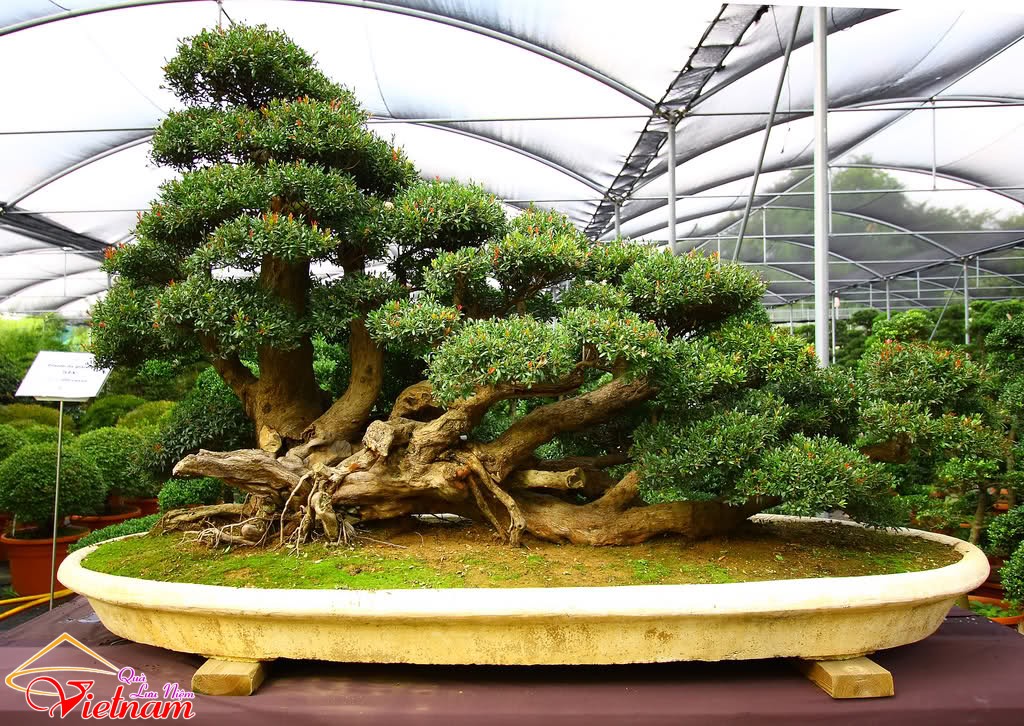 Tổng hợp các hình ảnh độc đáo trong nghệ thuật bonsai - Phần 1